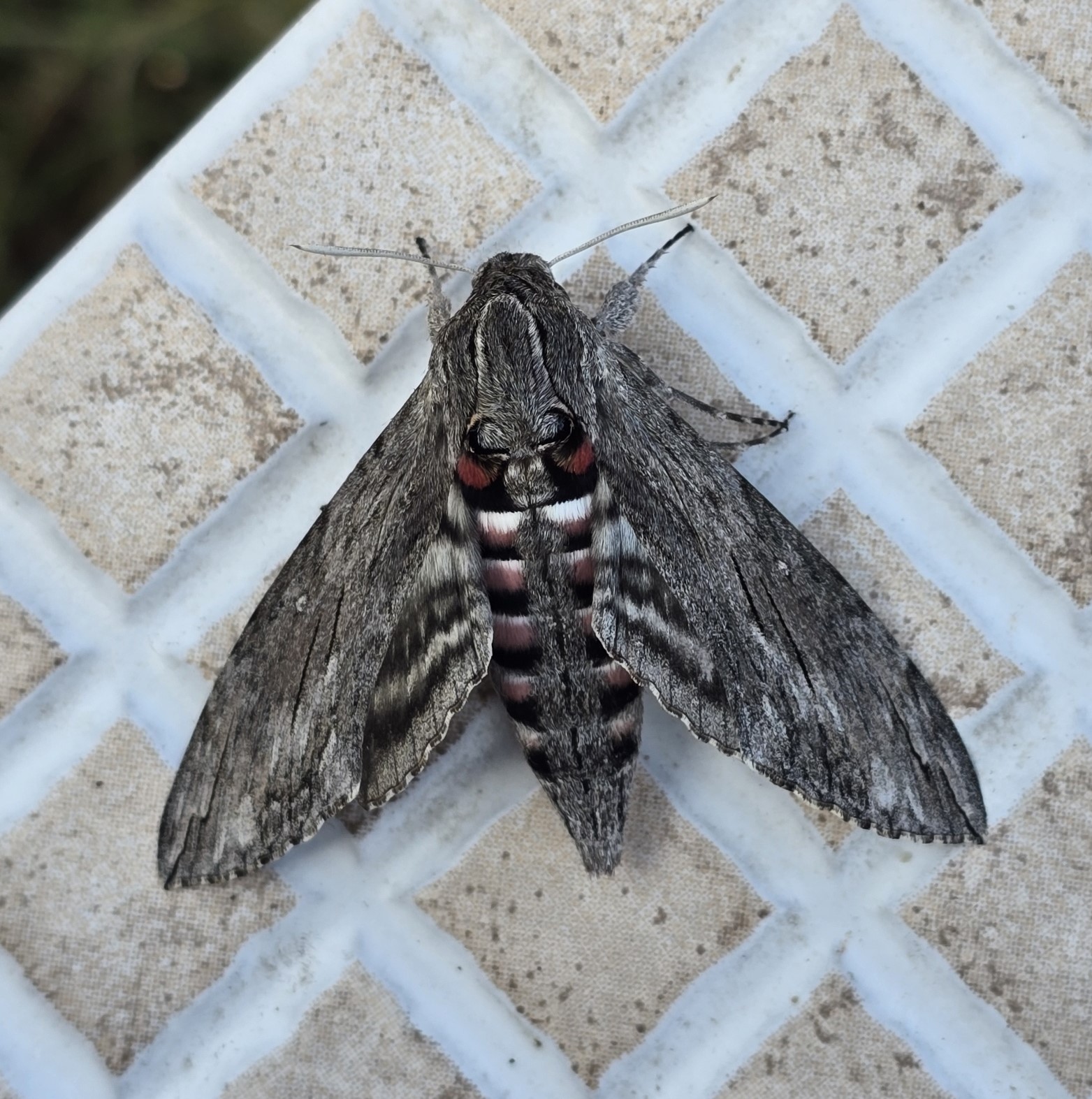Photo of Convolvulus Hawk-moth (Agrius convolvuli)